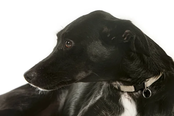 Испанская Собака Podenco Портрет Студии Белом Фоне — стоковое фото