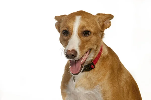 Cão Espanhol Podenco Retrato Estúdio Sobre Fundo Branco — Fotografia de Stock