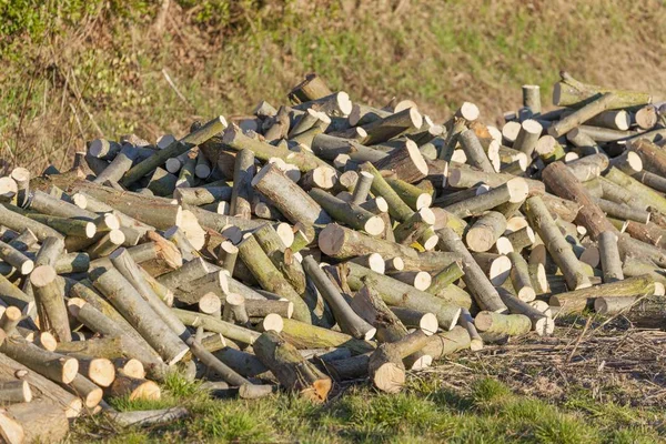 Stapel hout van de wilg Stockfoto