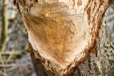 Kunduz diş izleri detay