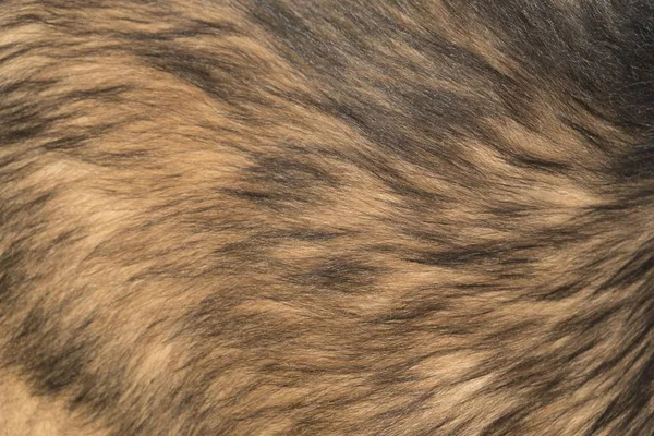 Background of dog fur — Stock Photo, Image