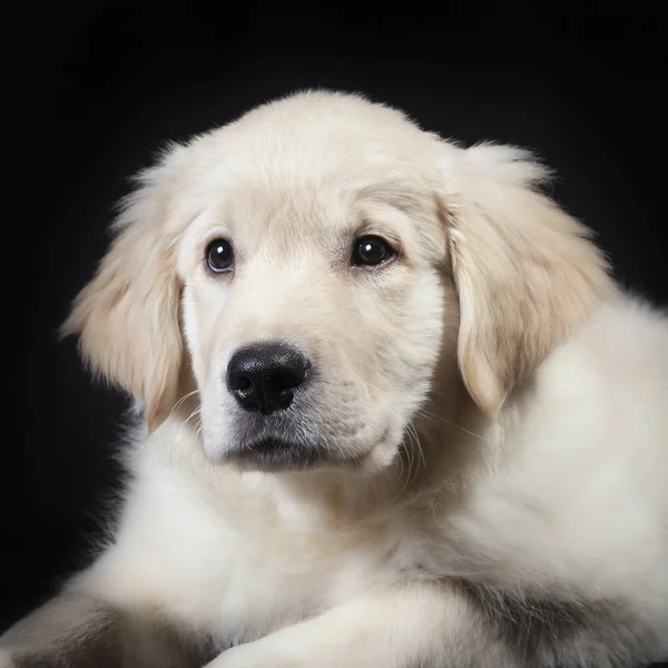 Golden retriever şirin genç köpek yavrusu — Stok fotoğraf