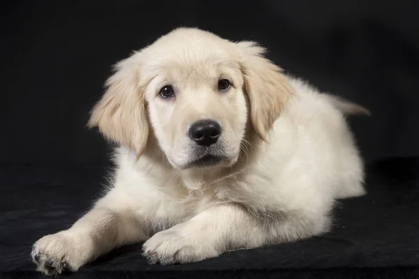 Golden retriever şirin genç köpek yavrusu — Stok fotoğraf