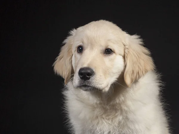 Golden retriever şirin genç köpek yavrusu — Stok fotoğraf