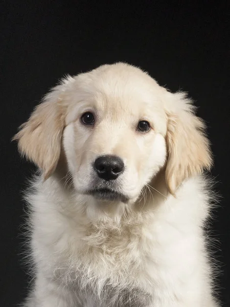 Golden retriever bonito filhote de cachorro — Fotografia de Stock