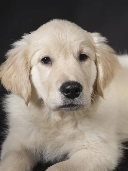 Golden retriever schattige jonge puppy — Stockfoto