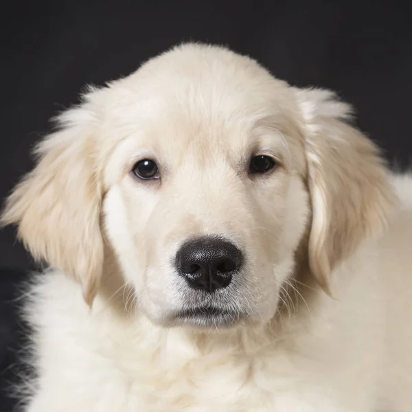 Золотий ретривер милий молодий щеня — стокове фото