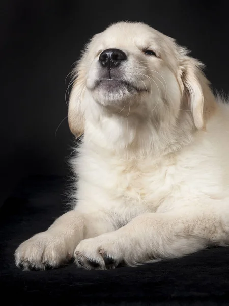 Golden retriever cute young puppy — Stock Photo, Image