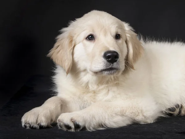 Golden retriever şirin genç köpek yavrusu — Stok fotoğraf