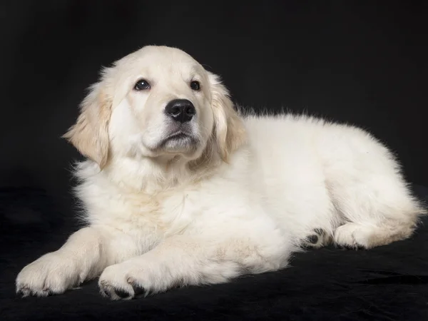 Golden retriever şirin genç köpek yavrusu — Stok fotoğraf