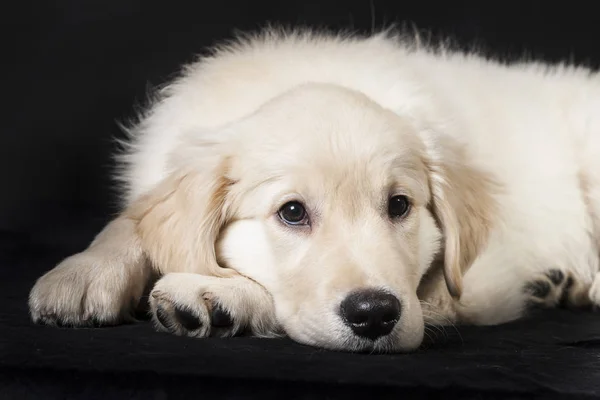 Golden retriever cute young puppy — Stock Photo, Image