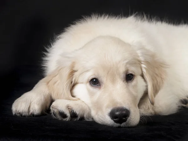 Golden retriever şirin genç köpek yavrusu — Stok fotoğraf