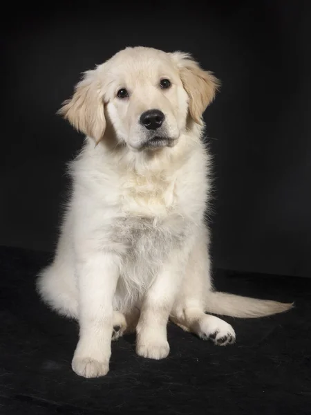 Golden retriever schattige jonge puppy — Stockfoto