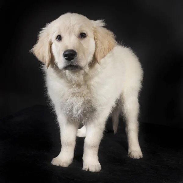 Golden retriever bonito filhote de cachorro — Fotografia de Stock