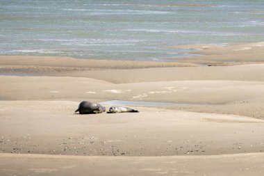 somme mühür ve buzağı defne