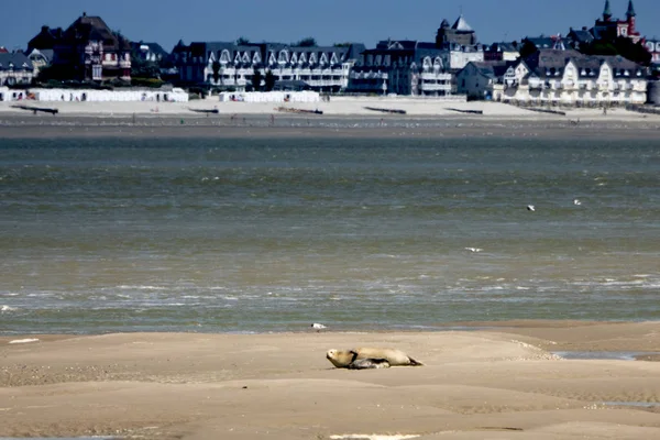 ソムのシールとふくらはぎの湾 — ストック写真