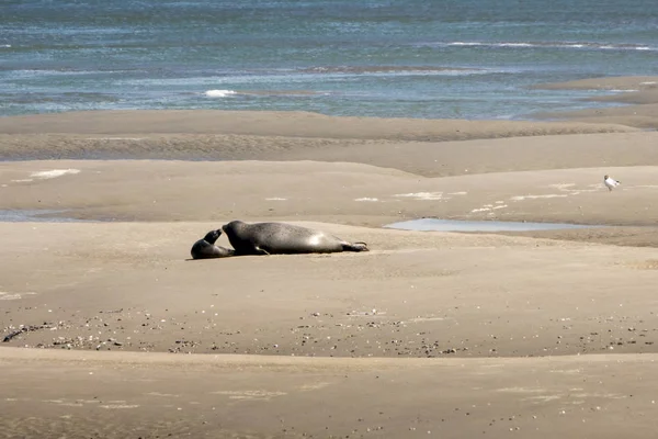 Seal and calf bay of the somme Royalty Free Stock Images