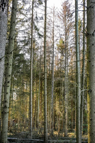 Betűszedő bogár elpusztítja az erdő Belgiumban — Stock Fotó