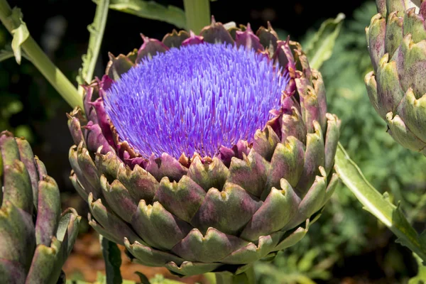 Artichoke flower in colorful garden — Stock Photo, Image