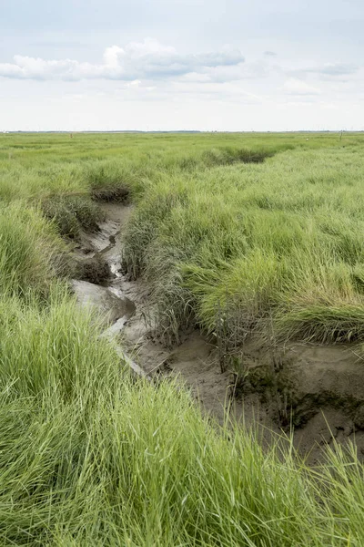 Утонувшая земля Зафтийского заповедника в Бельгии — стоковое фото