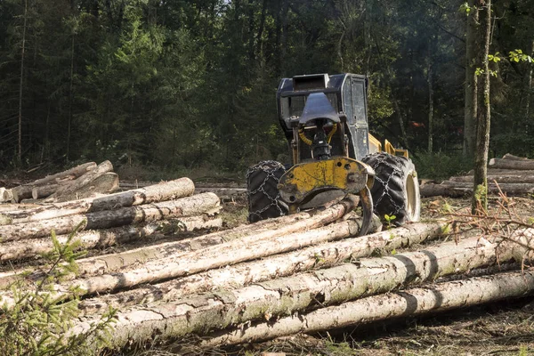 Mass destruction of forest by typesetter beetle — Stock Photo, Image