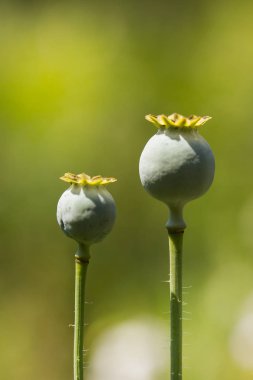 poppy capsule on a bokeh background clipart