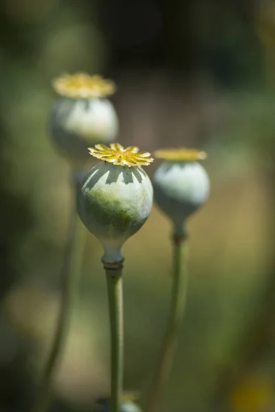 Poppy capsule op een bokeh achtergrond Stockfoto