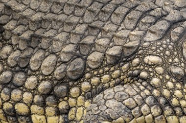 Timsah nehir kenarında dinleniyor.