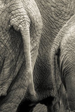 Grup halinde duran fillerin kuyrukları