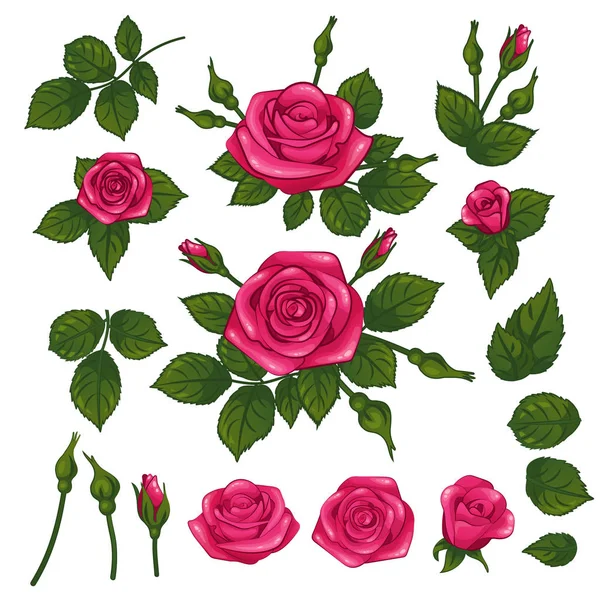 Glamour Cute Pink Rose Roses Composition Bouquet Green Leaf Leafs — Stock Vector