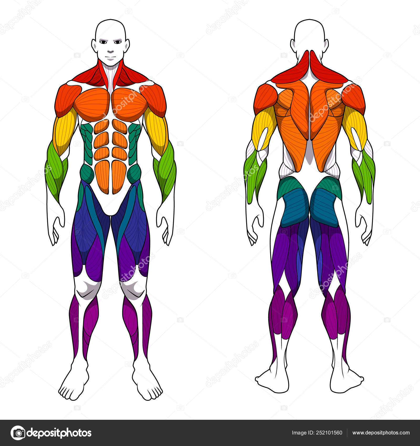 Human Body Anatomy Workout Front Back Muscular System Muscle