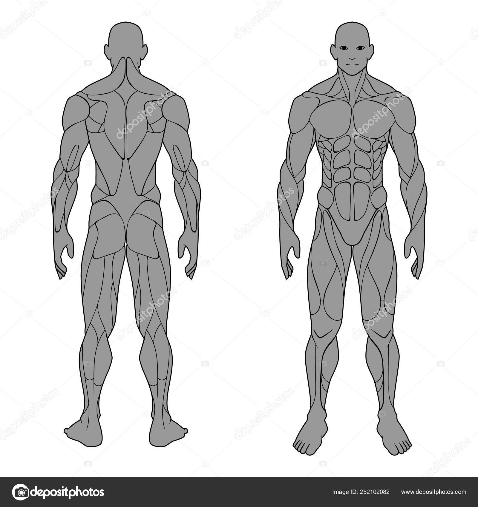 Human Body Anatomy Male Man Front Back Muscular System Muscles Stock Vector C Annaartbox 252102082