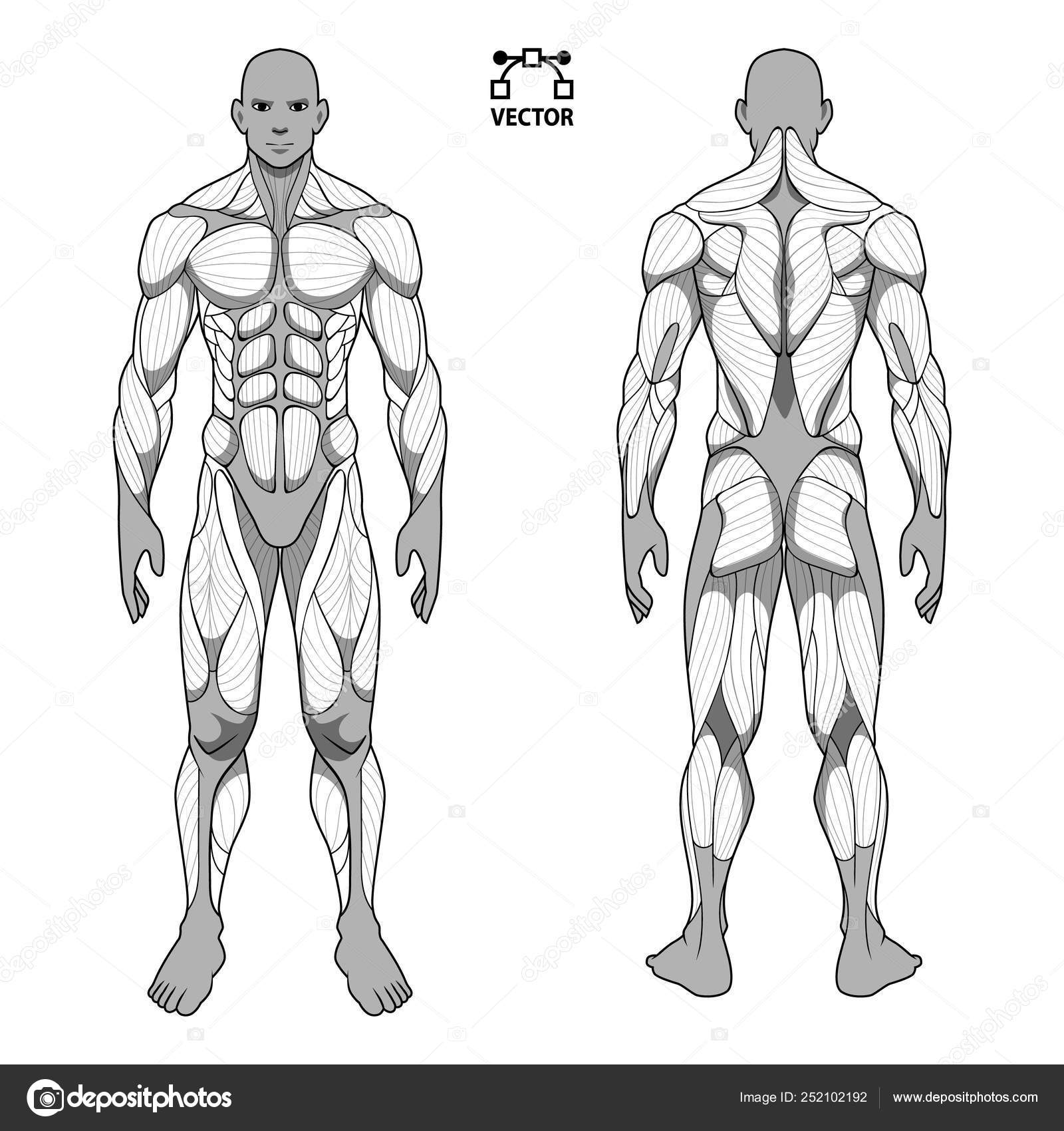 Human Body Anatomy Male Man Front Back Muscular System Muscles Vector Image By C Annaartbox Vector Stock 252102192
