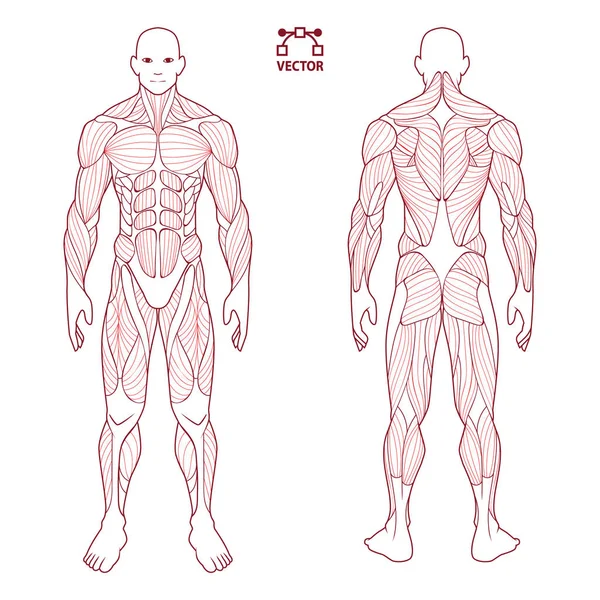 insan vücudu anatomisi erkek, açık ve kas geri kas sistemi. sağlık spor salonu, vektör çizim eğitim düz sağlık scheme poster