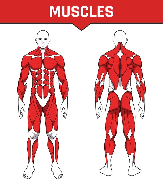 insan vücudu anatomisi egzersiz, kas ön ve geri kas sistemi parçaları gruplandırır. sağlık spor salonu, vektör çizim eğitim düz sağlık scheme poster