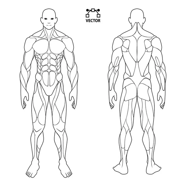 insan vücudu anatomisi erkek, açık ve kas geri kas sistemi. sağlık spor salonu, vektör çizim eğitim düz sağlık scheme poster