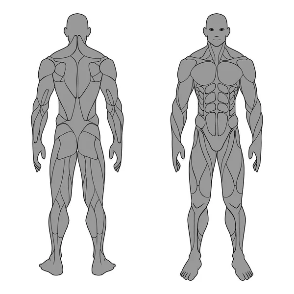 Mężczyzna Anatomii Ludzkiego Ciała Przodu Wstecz Mięśni Mięśnie Plakat Płasko — Wektor stockowy