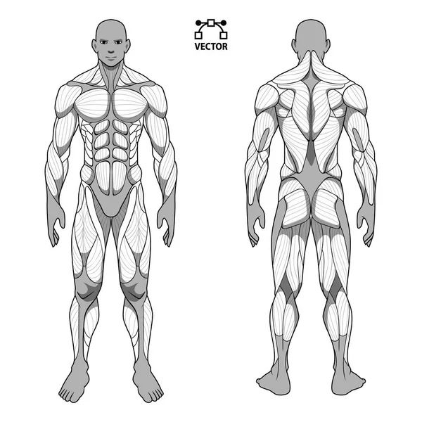 Human Body Anatomy Male Man Front Back Muscular System Muscles Vector Graphics