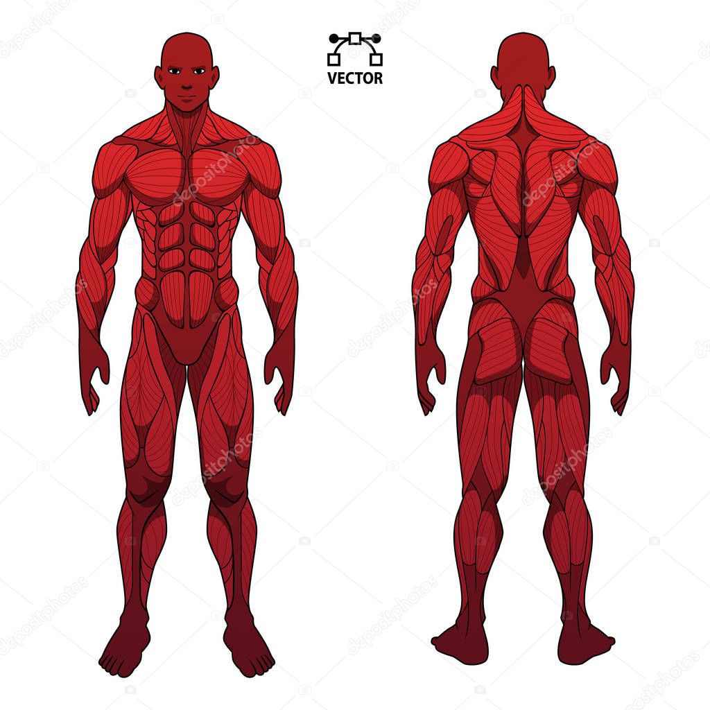 anatomía del cuerpo humano hombre masculino, frente y espalda sistema