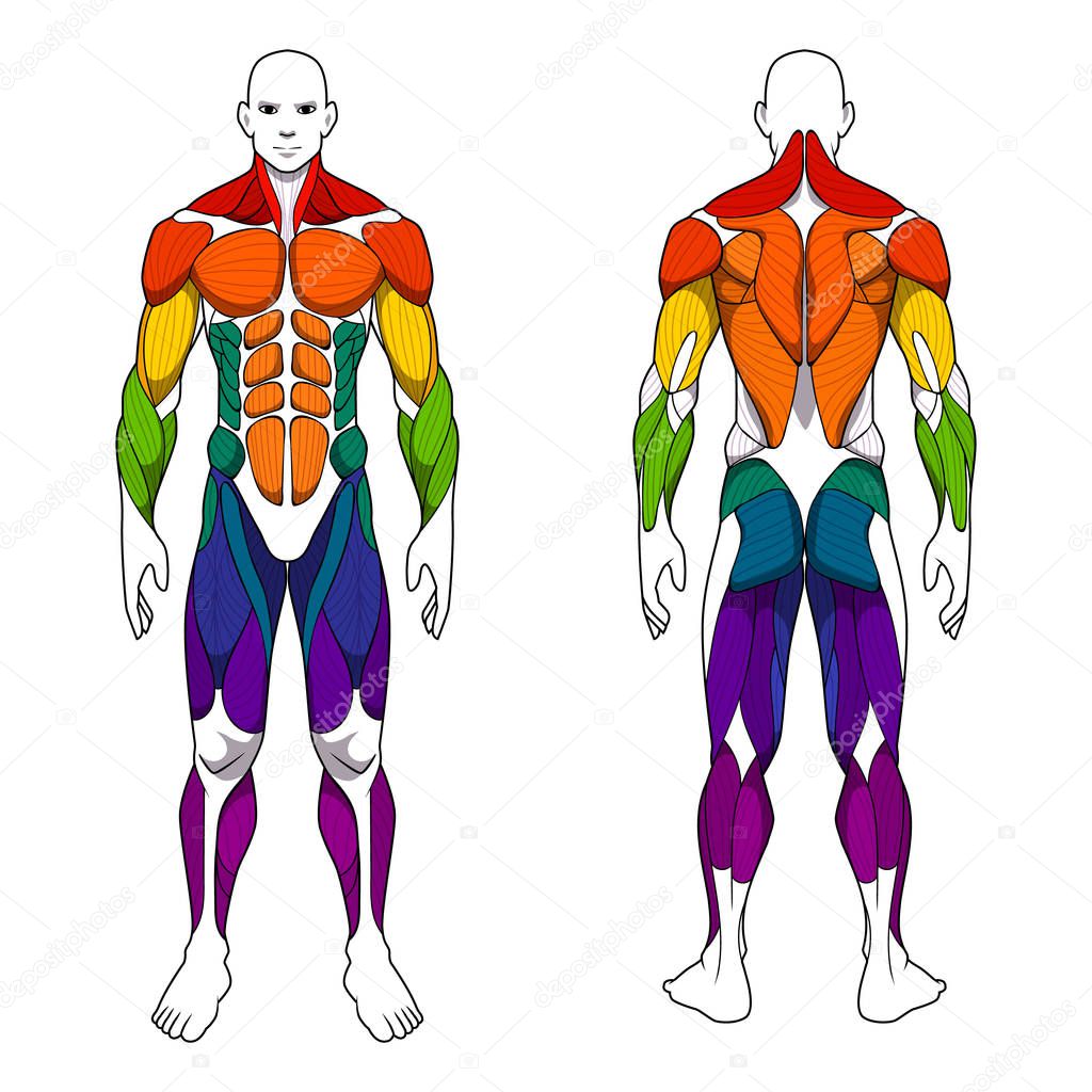 human body anatomy workout, front and back muscular system of muscle groups parts . flat medical scheme poster of training healthcare gym , vector illustration