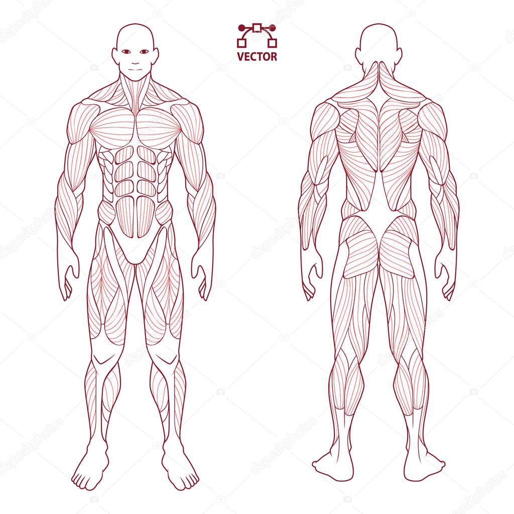 human body anatomy male man , front and back muscular system of muscles . flat medical scheme poster of training healthcare gym , vector illustration