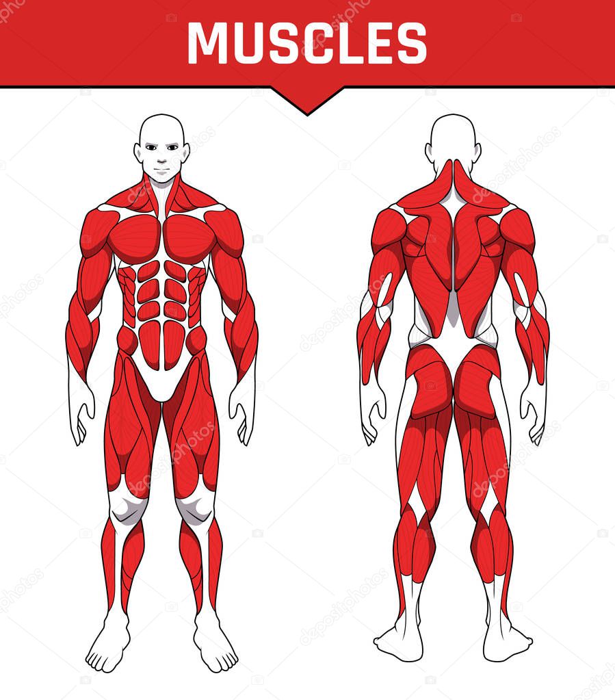 human body anatomy workout, front and back muscular system of muscle groups parts . flat medical scheme poster of training healthcare gym , vector illustration