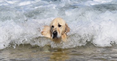 Kumsalda köpek yüzüyordu.