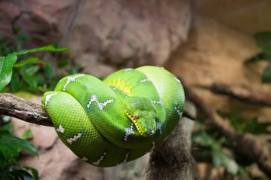 Yeşil ağaç python Morelia Viridis makro
