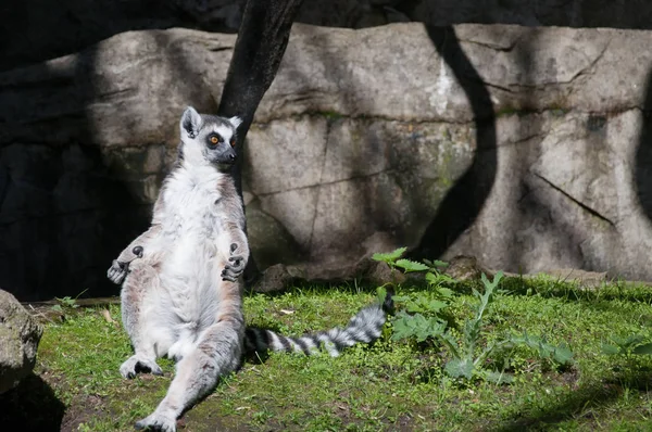 Niedlicher Lemur sonnt sich im Gras — Stockfoto