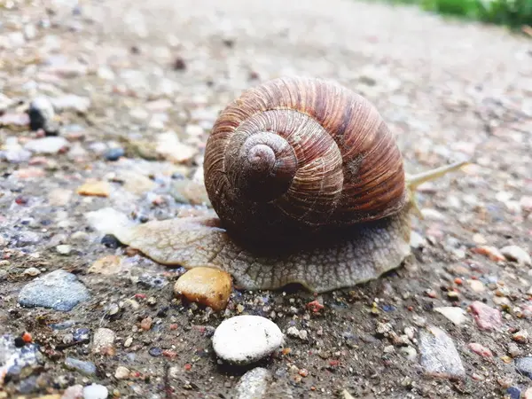 Snail Crawing City Road — Stock Photo, Image