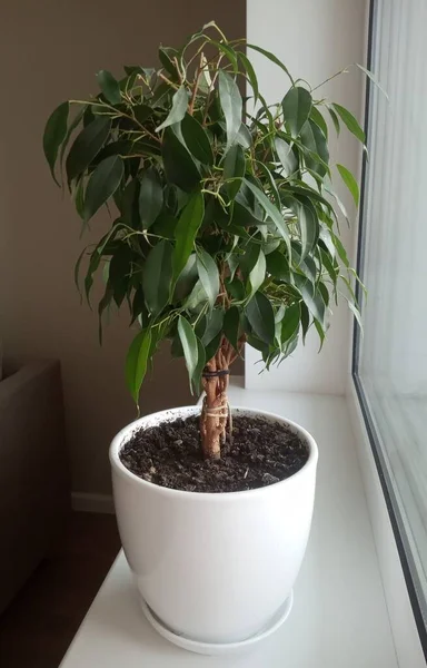 Ficus Cresce Peitoril Janela Pote Branco — Fotografia de Stock