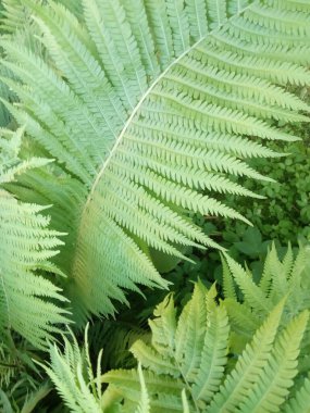 Taze yeşil eğrelti otu, doğal arka plan. 