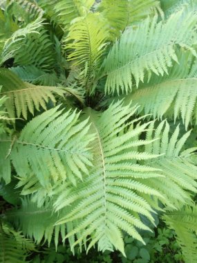 Taze yeşil eğrelti otu, doğal arka plan. 