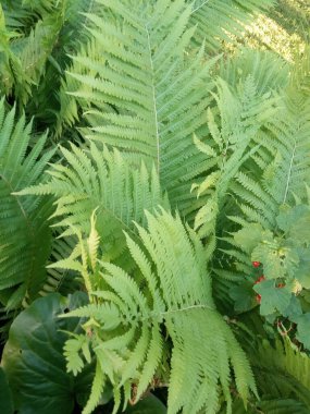 Taze yeşil eğrelti otu, doğal arka plan. 
